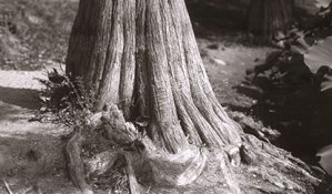 Dup poz DP 3 proces  Reversibil img012 redus.jpg