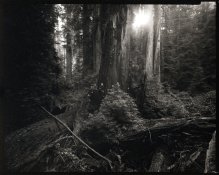 Boys, Resting, Redwoods_Platinum.jpg