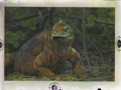 dragon.jpg