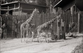 aaaaaupload Mimi Oakland Zoo LeicaMP 90f2-8Tele-Elmarit(Canada) IHP5plus D-76 1-1.jpg