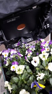 pinhole in Cambo-1.jpg