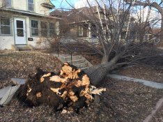TreeDown.jpg