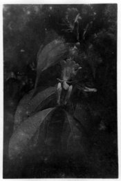 honeysuckle.jpg