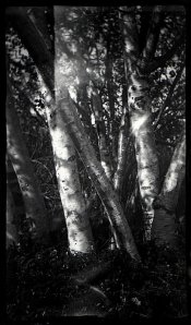 old film-2016-06-18A-6b.jpg