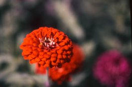 E-1 Zinnia f1.4 ASA 40-2.jpg