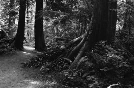Forest Path-Near & Far 3.jpg