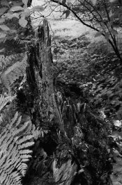 Tynehead-12a-2014-06-10.jpg
