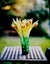 outdoor tulipsps.jpg