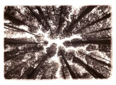 Hallelujah 4-Matt King.jpg