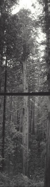 Tree&J.jpg