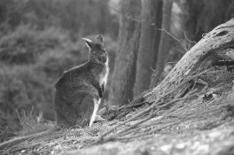 Hazards wallaby 1 AP copy.jpg
