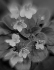 african violet 2455 copy.jpg