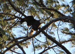 IMG_1736.JPG