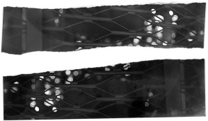 test strip.jpg