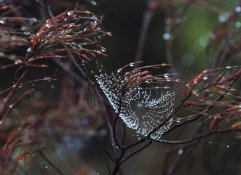 AL464 Cobweb.jpg