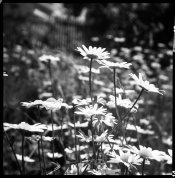 FlexaretVIa_Rollei80s_80iso_052017_034.jpg