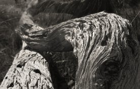 06 06 17 fp4 125 ilfosal 226 (2)b compressed.jpg 06 06 17 fp4 125 ilfosal 226 (2)b compressed.jpg