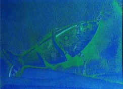Cyan Yellow.jpg
