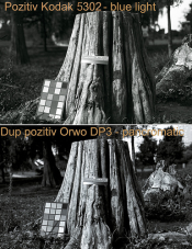 comparativ Pozitiv Kodak 5302 (blue light) si Dup pozitiv Orwo DP3 (pancromatic).png