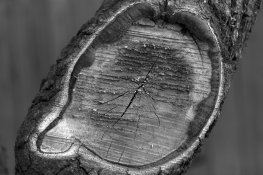 cut_branch.jpg