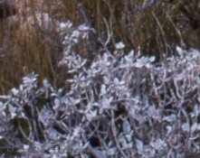 Provia100F-Arista-Ep3200002-blurry.jpg Provia100F-Arista-Ep3200002-blurry.jpg