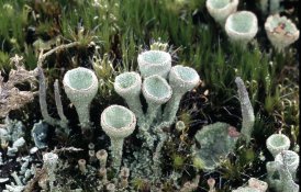 Silverfast 3200 dpi auto sharpen + tabs ice off.jpg