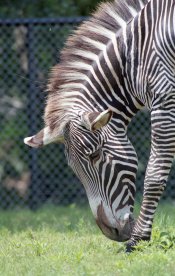 -img798-1994-Won prize in contest.jpg