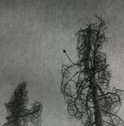 Untitled-1b.jpg