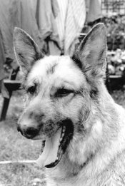 penta copy small.jpeg