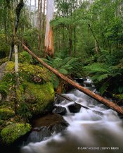 Rainforest stream_Toorongo River Scenic Reserve_MMXIII.jpg