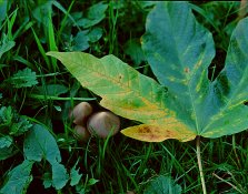 02h-fungi-fallen_cr.jpg