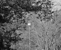250mm + 2x.jpg