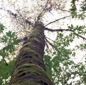 Tree-645.jpg