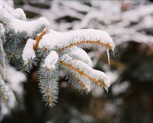 RB67 winter 11 01.jpg