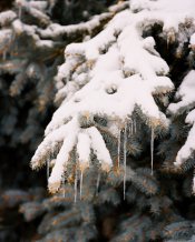 RB67 winter 11 05.jpg