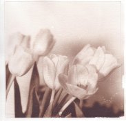 tulipanweb.jpg