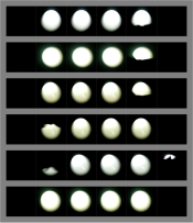 zenzanon_80mm_strips.png