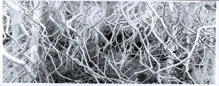 Inverted_BranchesTrinidad2.jpg