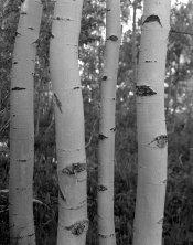HP5.jpg