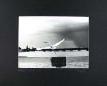 Bridge St. Bird.jpg