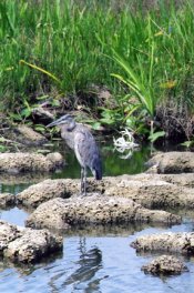 heron049.JPG
