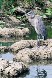 Heron2.jpg