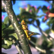 Grasshopper.jpg