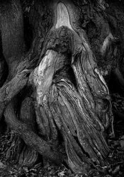 Root02.jpg
