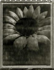 SunFlower-neg.jpg