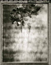 flowerssabneg002_ed_invert.jpg