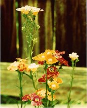 flower trio 1.jpg