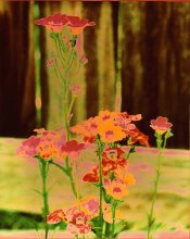 flower trio 2.jpg