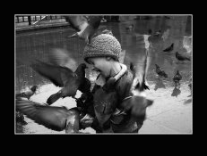 pigeon-feeding-frenzy.jpg