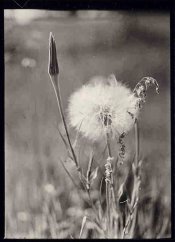 dandelion1.jpg